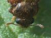 Byturus sp.